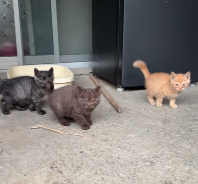 懐いた野良猫が産んだ子猫たち