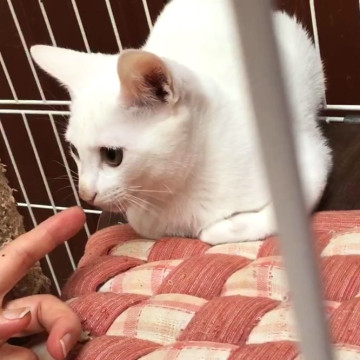 母猫そっくりの子猫シロくん