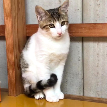 キュートな子猫キジシロちゃん