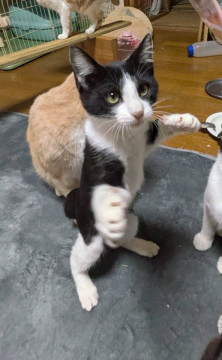 おめめぱっちり ちる