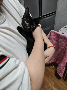あたちをダッコしてくだちゃい♡
