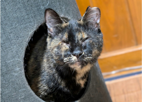 とても懐っこい盲目のサビ猫さん