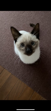 シャムミックスのおとこのこ♡