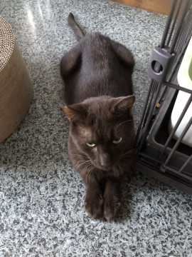 焦茶色の男の子！