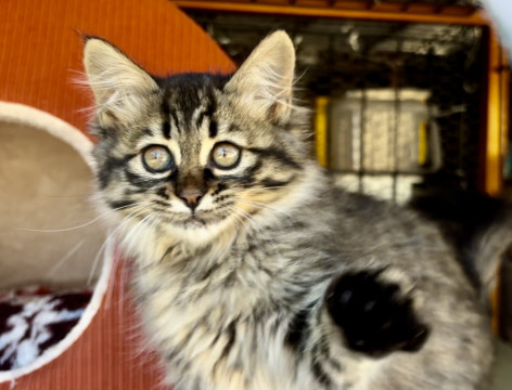 ★★かわいいこねこちゃん★★