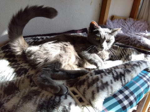 おとなしいグレーちゃん