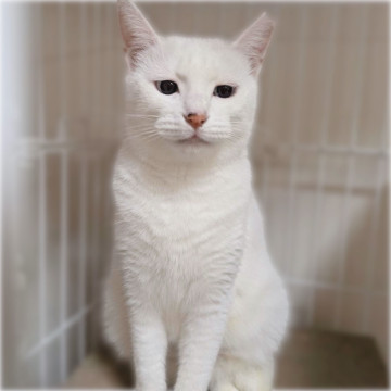 目ヂカラ強め❤️白猫パールちゃん
