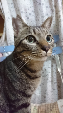 くっきり イケにゃん 黒キジ君