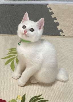恥ずかしがり屋のふわふわ君