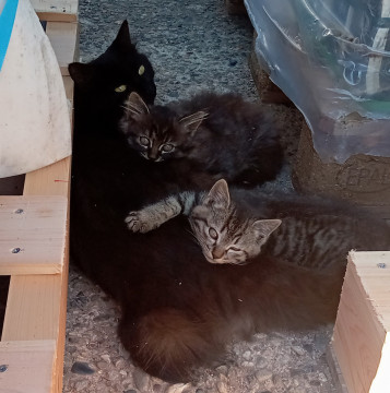 かわいい子猫ちゃん 2匹