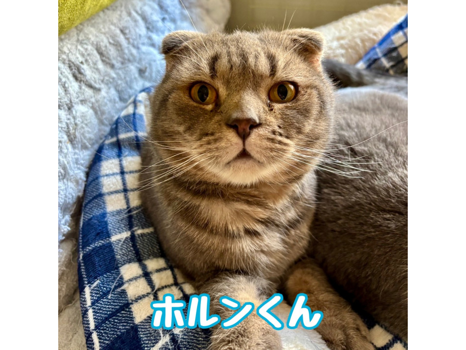 多頭飼育崩壊レスキュー・ホルンくん