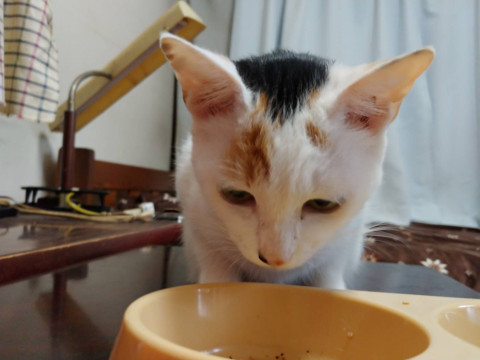 至急❗️里親様募集❗️