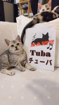 オーケストラ4兄妹サバトラチューバちゃん