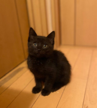 キュートな黒猫ジジくん
