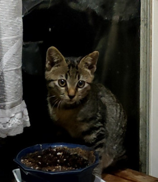元気いっぱい、猫好き子猫ちゃん男の子
