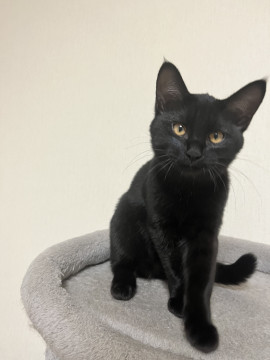 つややか黒猫美人さん