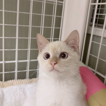 お目目ぱっちり激カワ子猫❣️❣️