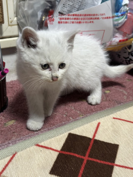 轢かれそうになってたのを保護しました