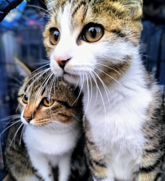 誰にでもスリスリ♡甘え上手な美猫姉妹