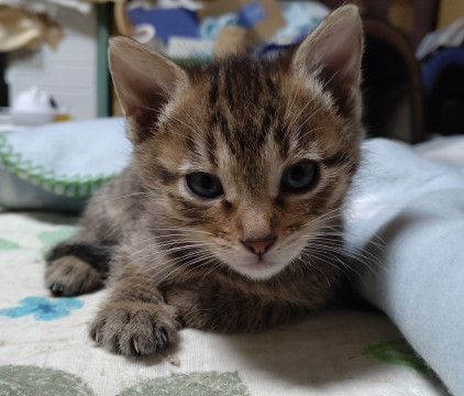 めんこいトラちゃん
