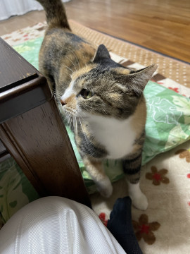 かわいいサビ三毛さん❣️