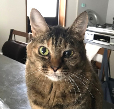 賢く美しいムギワラ猫