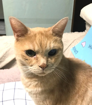 丸顔茶トラ風のベージュ猫