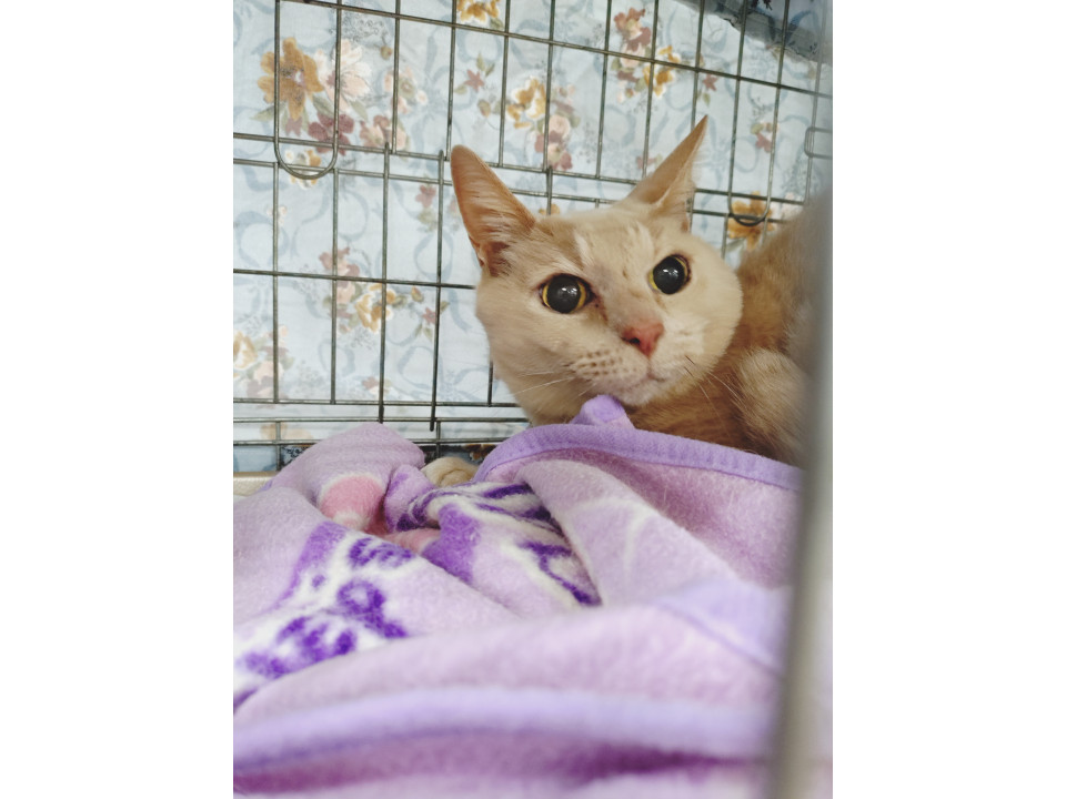 のんびりゆったりベージュのイケメン猫