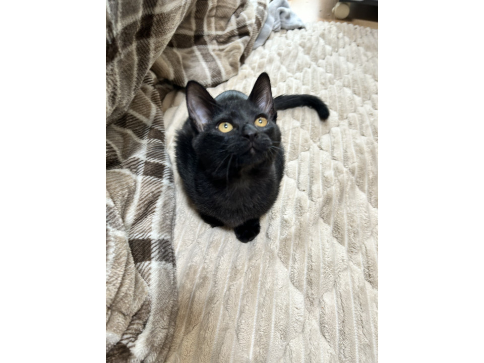 とってもいい子な黒猫
