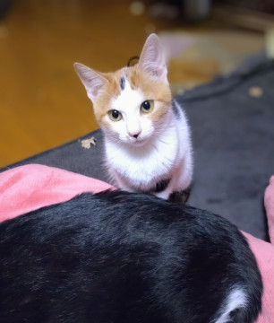 きれい顔 あい