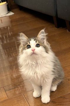 ノルウェーみたいな子猫ちゃん