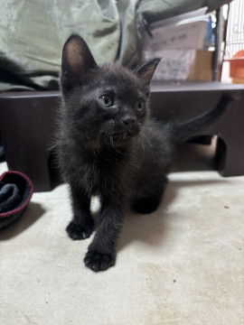 まったりな黒猫