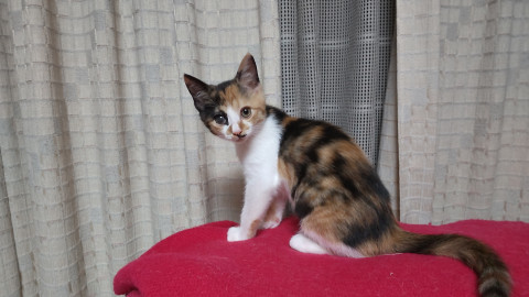 Theミケジョ　姫