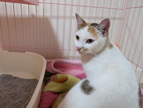 24日朝リリース!人慣れした三毛猫
