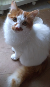 人懐っこい長毛フサフサの茶白猫ちゃん