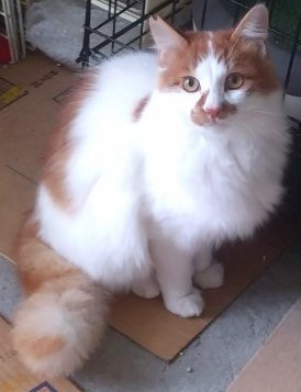 猫]千葉県の里親募集 人懐っこい長毛フサフサの茶白猫ちゃん