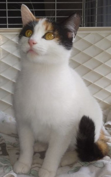 色くっきり可愛い三毛猫ちゃん