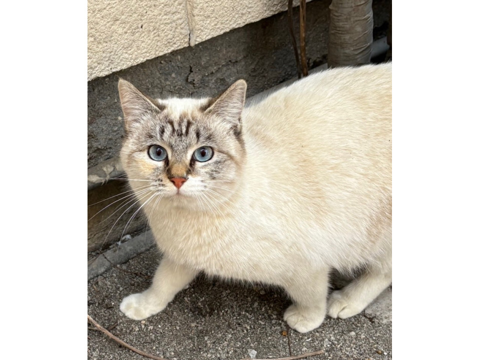可愛いシャム猫ちゃん式の子