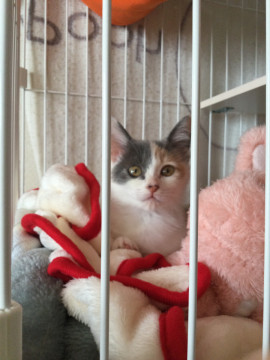 三毛猫ちゃんの里親募集
