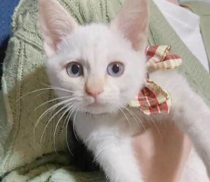 かわいい控えめ白猫さん