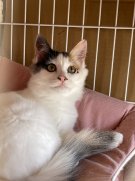 かわいいみーちゃん❣️