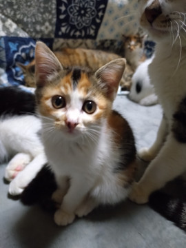 おひざ好き みく