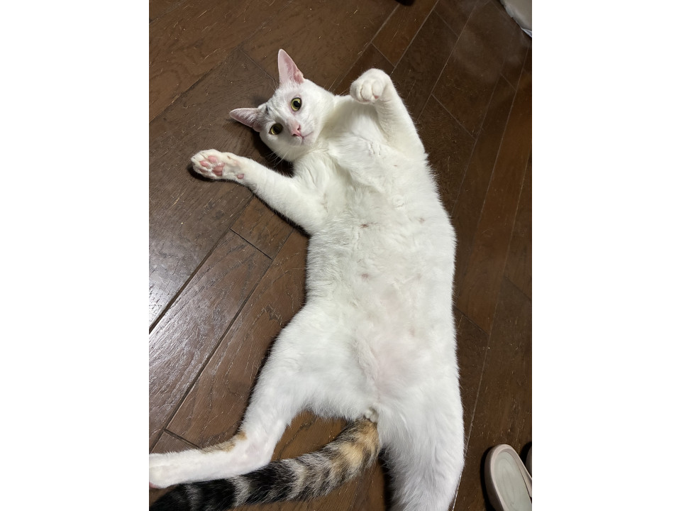 天真爛漫で甘えん坊のてんくん
