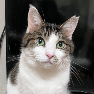 アイムス☆6-7歳くらい