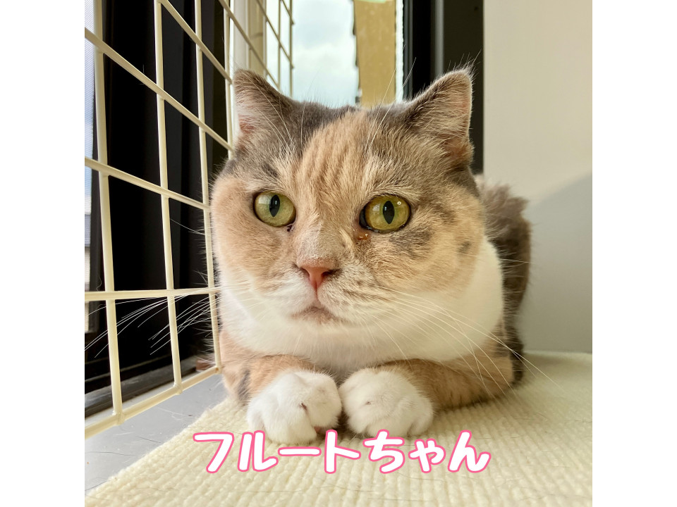 多頭飼育崩壊レスキュー・フルートちゃん