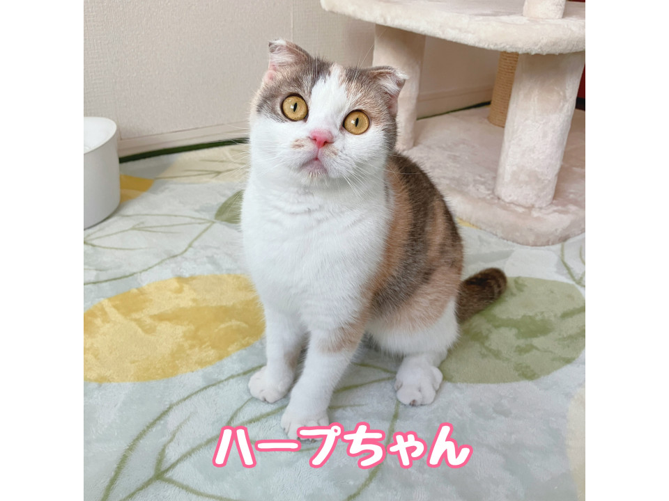 多頭飼育崩壊レスキュー・ハープちゃん