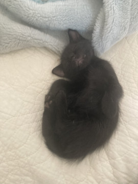 可愛い黒猫