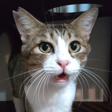 【多頭崩壊】オスの三毛？愛情表現豊かな子