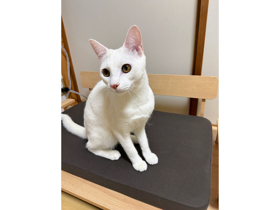 頭にワンポイント男子