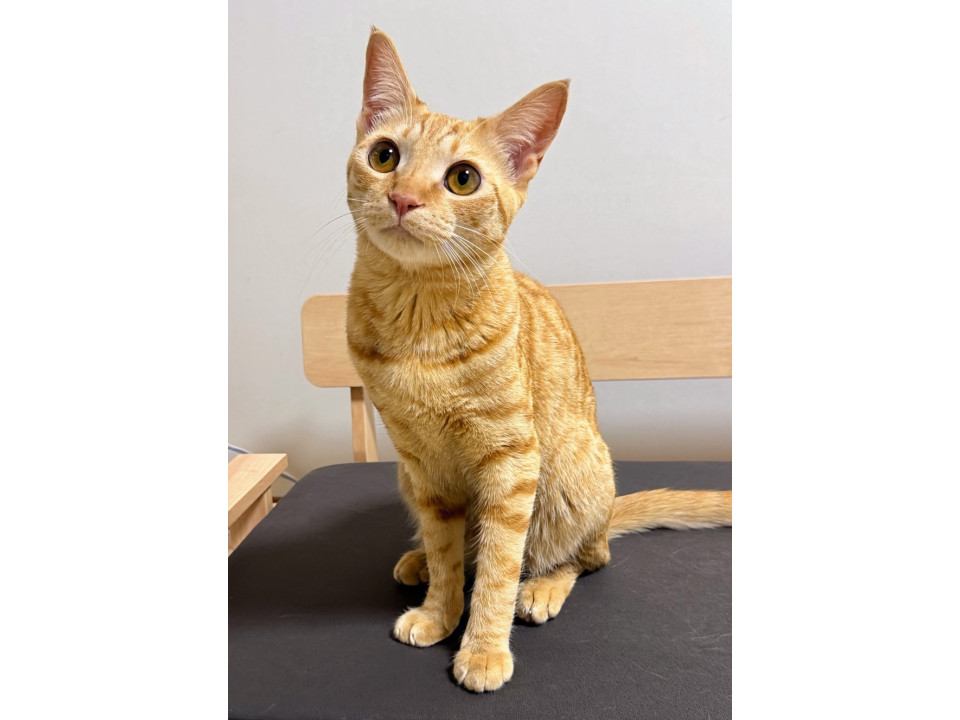 ちょっと内気な女の子